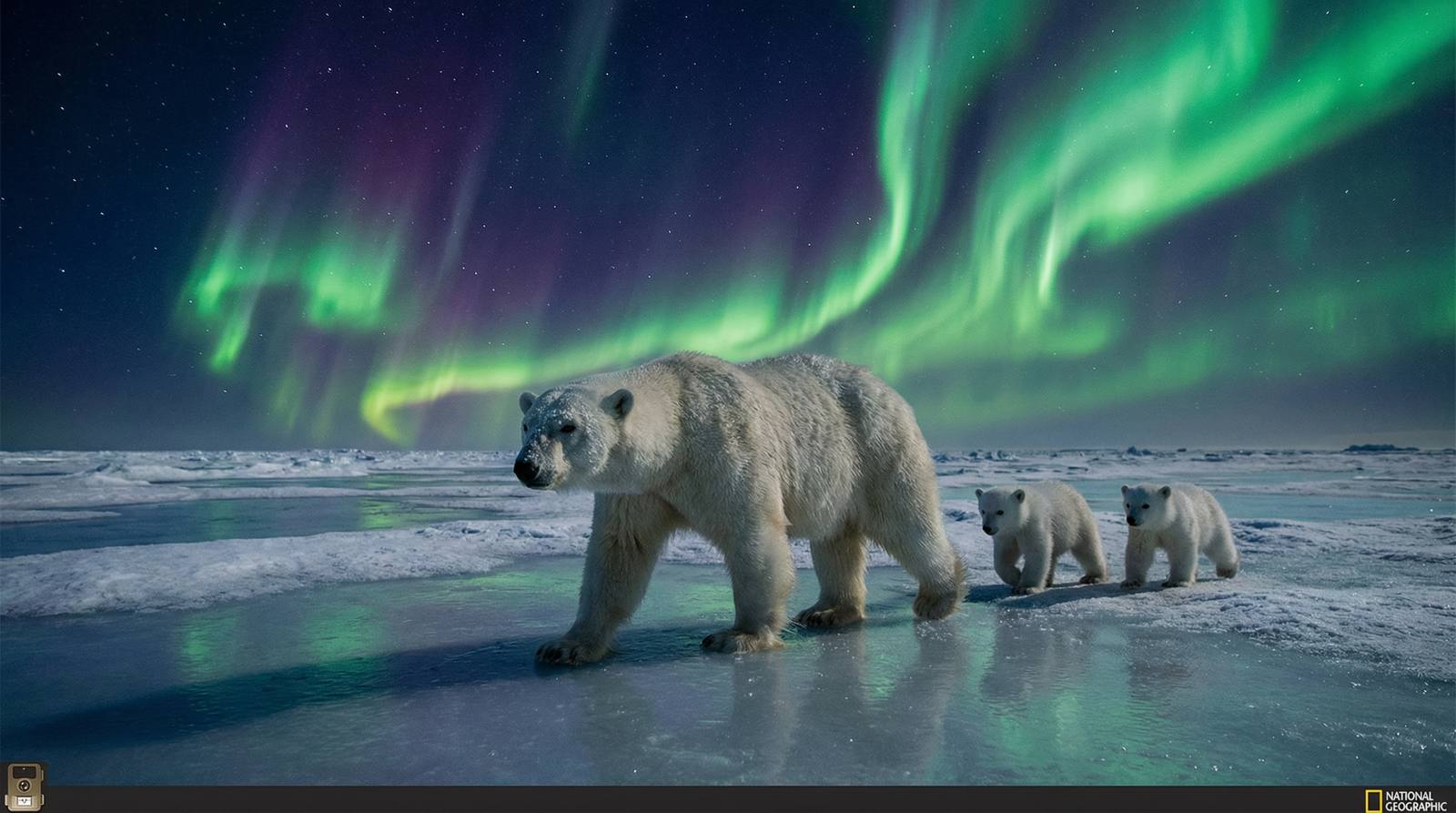 蘑菇视频北极熊视频